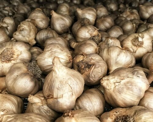 Bulbi di aglio nero in fermentazione.